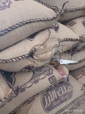 Water Affected Stock of Rice